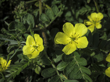 APII jpeg image of Tribulus terrestris  © contact APII