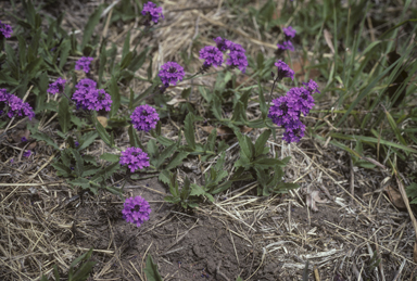 APII jpeg image of Verbena rigida  © contact APII