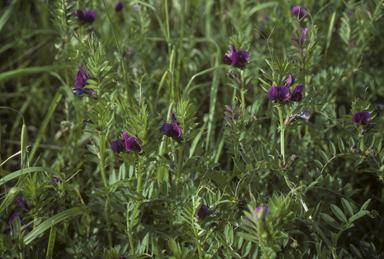 APII jpeg image of Vicia sativa subsp. sativa  © contact APII