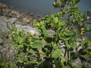 APII jpeg image of Wikstroemia indica  © contact APII