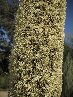 APII jpeg image of Xanthorrhoea australis  © contact APII