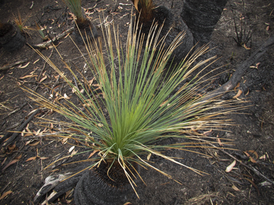 APII jpeg image of Xanthorrhoea australis  © contact APII