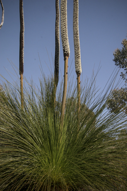 APII jpeg image of Xanthorrhoea johnsonii  © contact APII