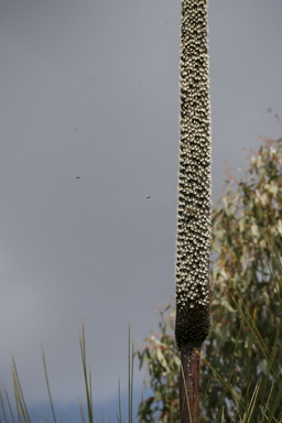 APII jpeg image of Xanthorrhoea johnsonii  © contact APII