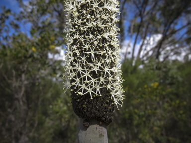 APII jpeg image of Xanthorrhoea latifolia  © contact APII