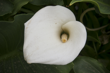 APII jpeg image of Zantedeschia aethiopica  © contact APII