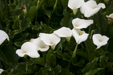 APII jpeg image of Zantedeschia aethiopica  © contact APII