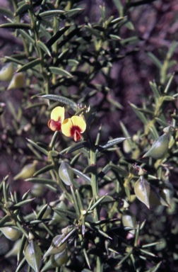 APII jpeg image of Daviesia angulata  © contact APII