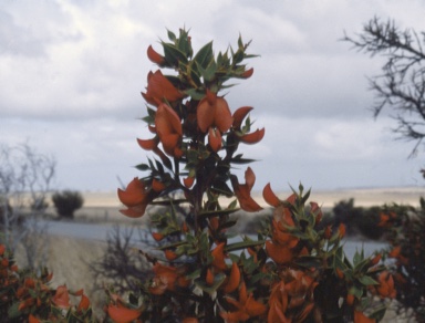 APII jpeg image of Daviesia cunderdin  © contact APII