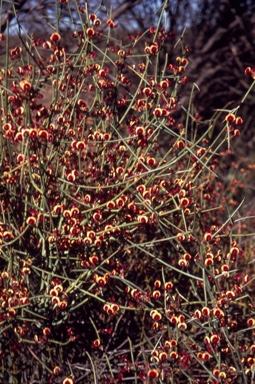 APII jpeg image of Daviesia hakeoides subsp. hakeoides  © contact APII