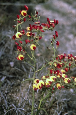 APII jpeg image of Daviesia incrassata subsp. reversifolia  © contact APII