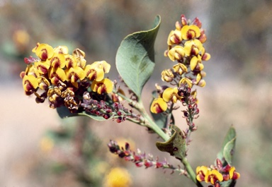 APII jpeg image of Daviesia latifolia  © contact APII