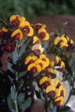 APII jpeg image of Daviesia pedunculata  © contact APII