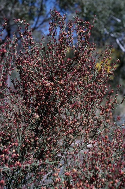 APII jpeg image of Daviesia physodes  © contact APII