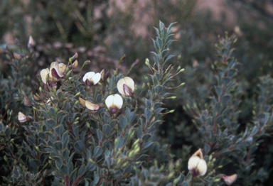 APII jpeg image of Daviesia uniflora  © contact APII