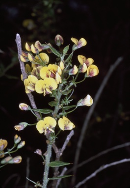 APII jpeg image of Daviesia umbellulata  © contact APII