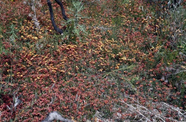 APII jpeg image of Chorizema glycinifolium  © contact APII