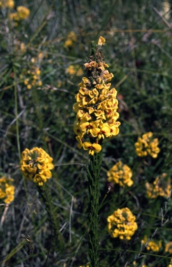 APII jpeg image of Dillwynia floribunda var. floribunda  © contact APII