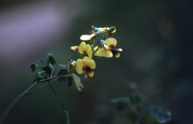 APII jpeg image of Goodia lotifolia  © contact APII