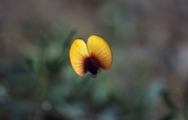 APII jpeg image of Isotropis cuneifolia a cuneifolia  © contact APII