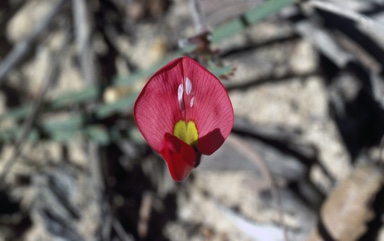 APII jpeg image of Kennedia prostrata  © contact APII