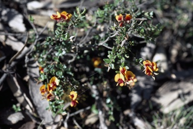 APII jpeg image of Mirbelia ovata  © contact APII