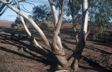 APII jpeg image of Eucalyptus kochii subsp. borealis  © contact APII