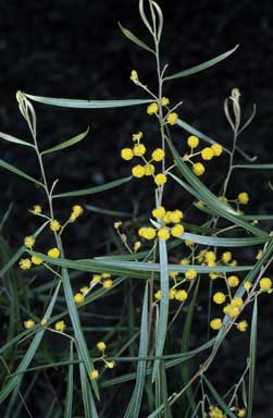 APII jpeg image of Acacia angusta  © contact APII