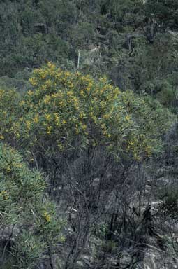 APII jpeg image of Acacia caroleae  © contact APII