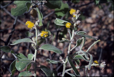 APII jpeg image of Acacia humifusa  © contact APII