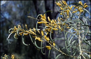 APII jpeg image of Acacia lasiocalyx  © contact APII