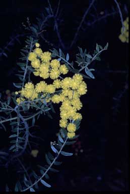 APII jpeg image of Acacia leichhardtii  © contact APII