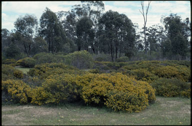 APII jpeg image of Acacia lineata  © contact APII