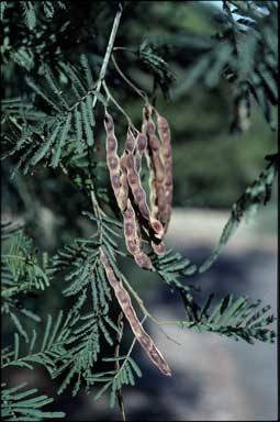 APII jpeg image of Acacia parvipinnula  © contact APII