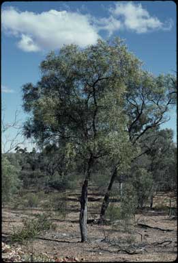 APII jpeg image of Acacia petraea  © contact APII