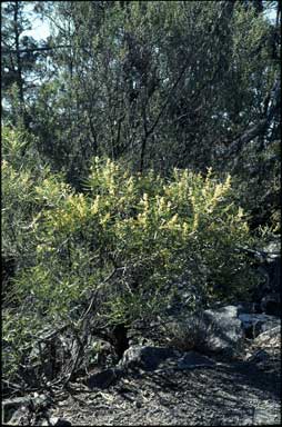 APII jpeg image of Acacia stricta  © contact APII