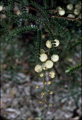 APII jpeg image of Acacia terminalis  © contact APII