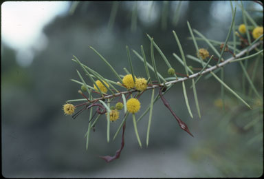 APII jpeg image of Acacia tetragonophylla  © contact APII