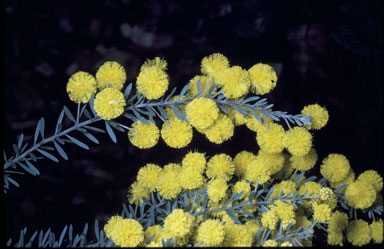 APII jpeg image of Acacia conferta  © contact APII