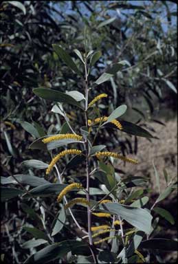 APII jpeg image of Acacia cowleana  © contact APII