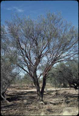 APII jpeg image of Acacia cyperophylla  © contact APII