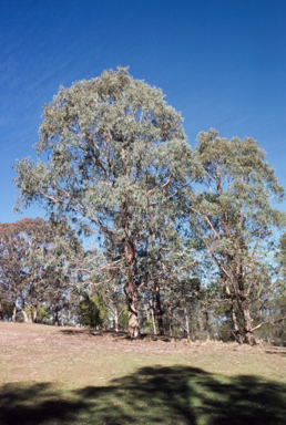 APII jpeg image of Eucalyptus kartzoffiana  © contact APII