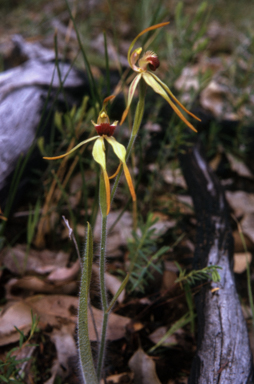 APII jpeg image of Caladenia longiclavata  © contact APII