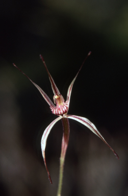 APII jpeg image of Caladenia sigmoidea  © contact APII