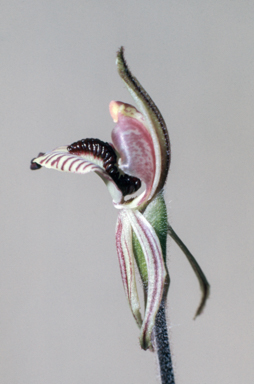 APII jpeg image of Caladenia cairnsiana  © contact APII