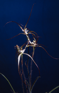 APII jpeg image of Caladenia filamentosa  © contact APII