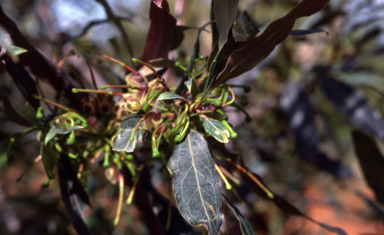 APII jpeg image of Grevillea shiressii  © contact APII