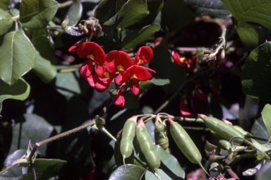 APII jpeg image of Kennedia macrophylla  © contact APII