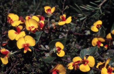 APII jpeg image of Platylobium formosum  © contact APII