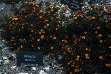 APII jpeg image of Hibbertia stellaris  © contact APII